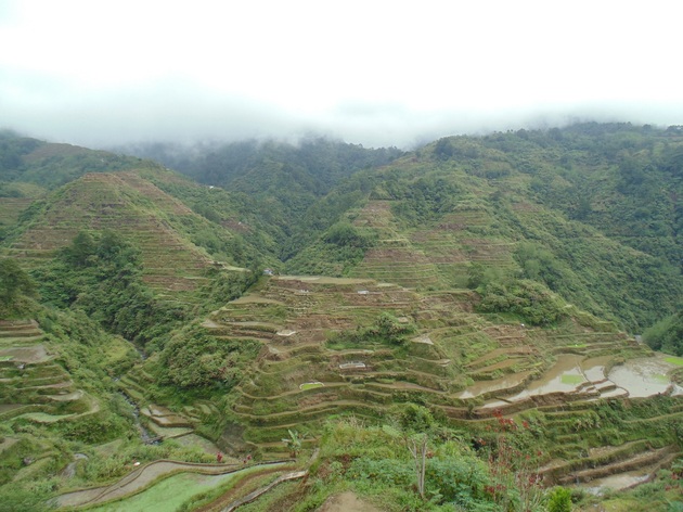 ryžové terasy, Banaue