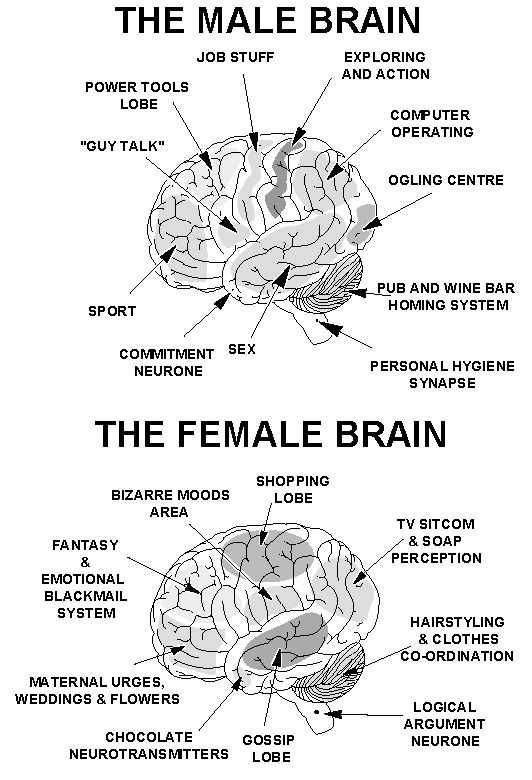 brain